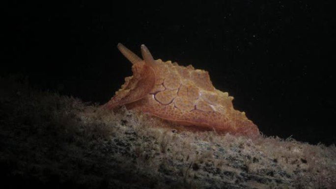 在夜间潜水活动中发现的海参Pleurobranchus物种的创意水下照明