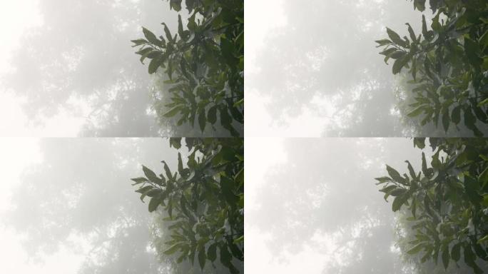 雨停后晨雾大树绿叶4k