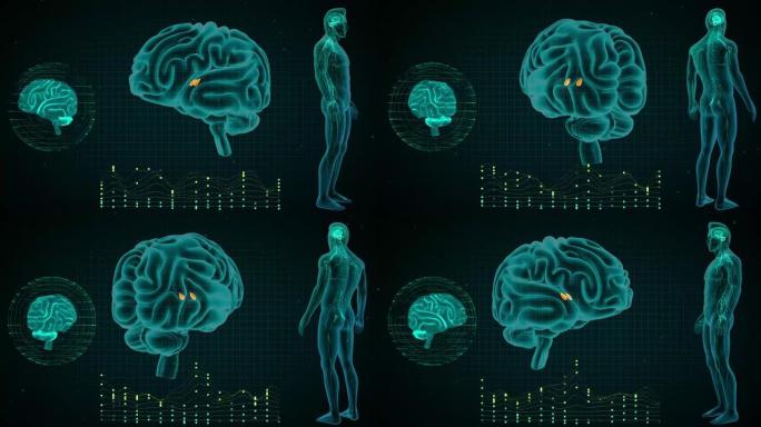 人脑中枢神经系统3d图解