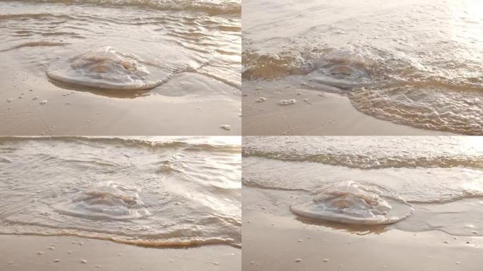 由于全球气候变化，死水母躺在沙滩上，海水母躺在海边