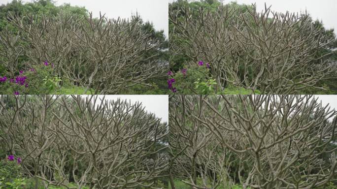 红鸡蛋花夹竹桃科鸡蛋花属