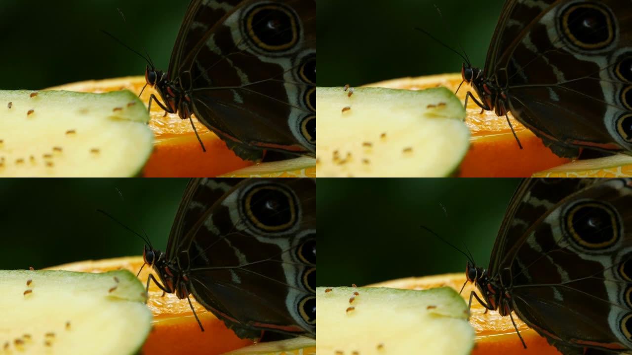 一只巨大的灰色热带蝴蝶，眼睛在翅膀上喝各种水果的花蜜