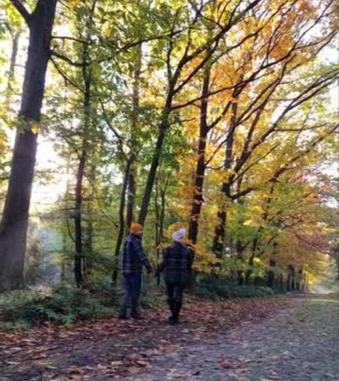 一对男女中年夫妇在秋天的季节在森林里散步，在秋天的季节与橘红色树木一起徒步旅行在荷兰Drentsch