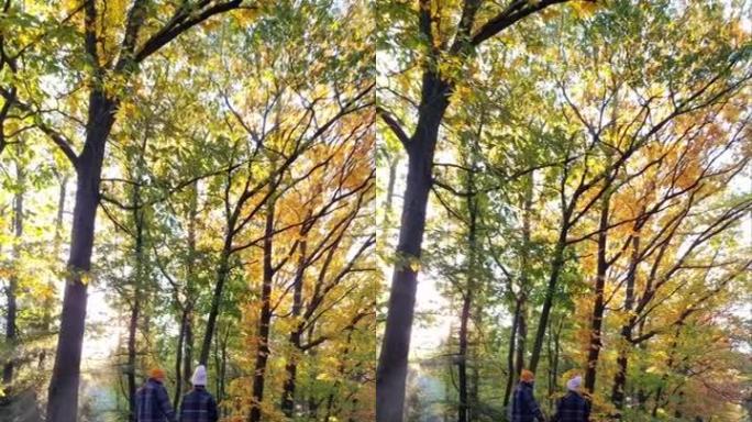 一对男女中年夫妇在秋天的季节在森林里散步，在秋天的季节与橘红色树木一起徒步旅行在荷兰Drentsch
