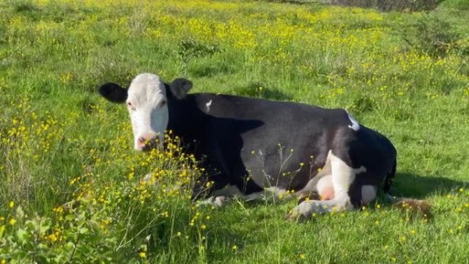 牛和小牛躺在田野里