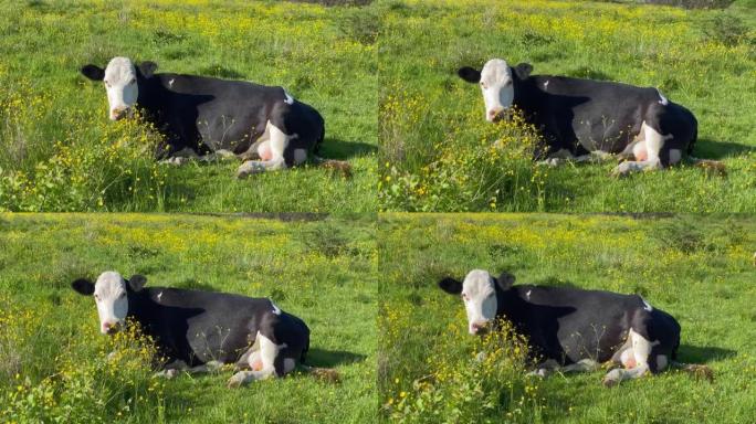 牛和小牛躺在田野里