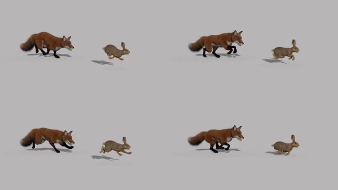 狐狸追野兔，动画，透明背景