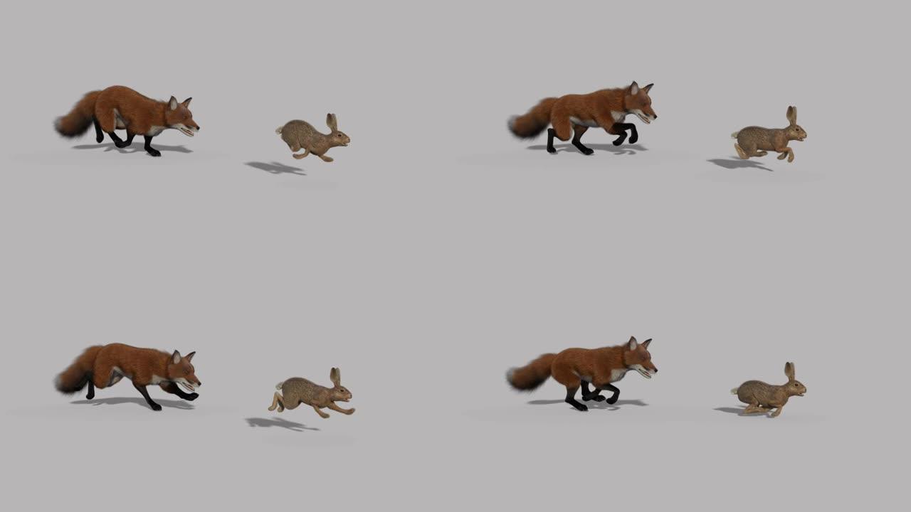 狐狸追野兔，动画，透明背景