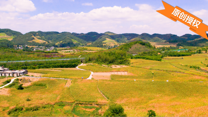 T0283高粱种植基地