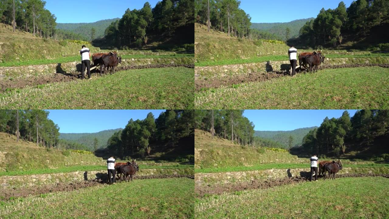 印度农民在耕种季节用公牛犁地。印度农民用两头母牛在他的村庄耕种一块农田。