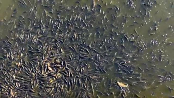 钓鱼池塘里很多鱼的俯视图。产卵的鱼跳出水面。海洋动物的灭绝。海岸外有大量的鱼。