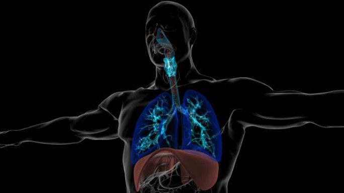 尘粒吸入人体肺部呼吸3D动画