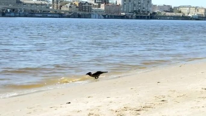 在温暖的春日，城市海滩上的乌鸦从河里喝水