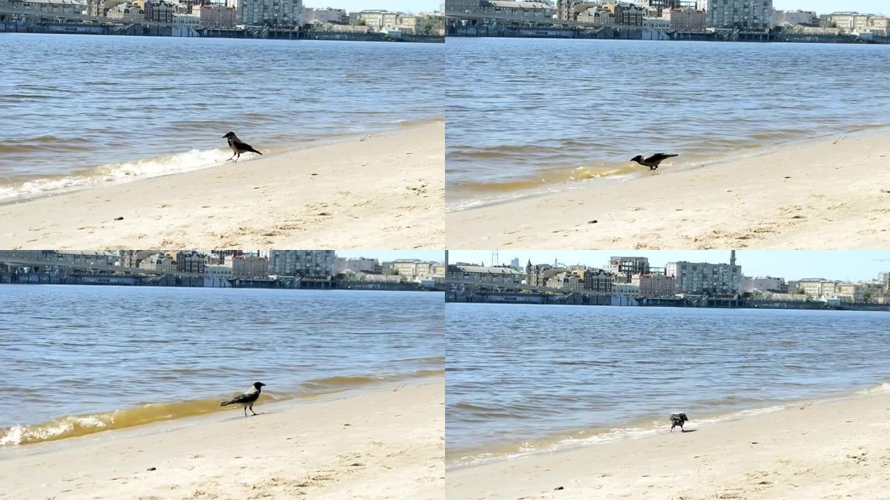 在温暖的春日，城市海滩上的乌鸦从河里喝水