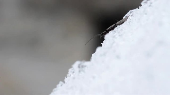 冬季雪地上的石蝇 (plecoptera)