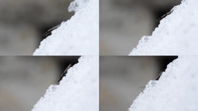 冬季雪地上的石蝇 (plecoptera)