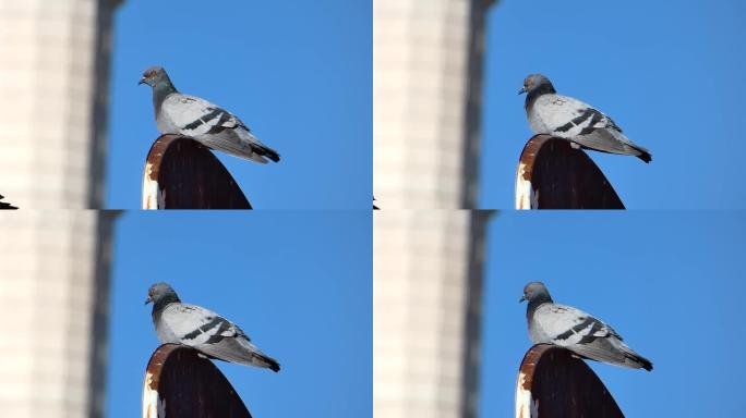 一只鸽子独自站在屋顶瓦片上，一只灰色的野鸽，