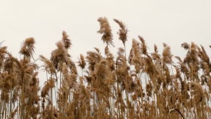 高高的草，自然背景-美丽的高高的黄色小穗在风中摇曳。黄色的干燥蓬松草的装饰在风中飘扬