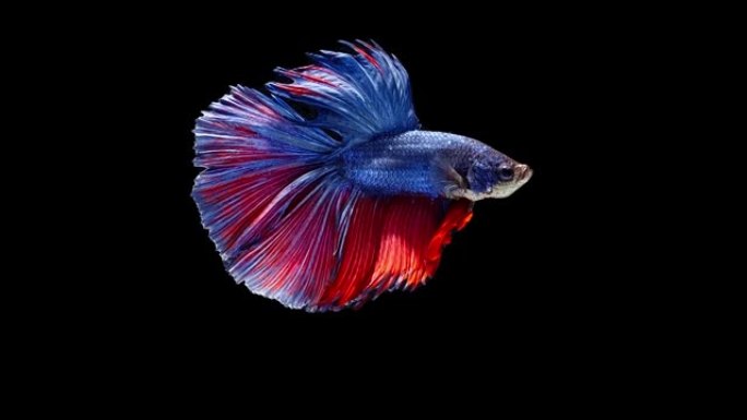 暹罗斗鱼 (Betta splendens)