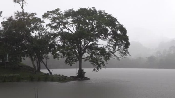 树在薄雾，屁股和紧张的气氛中的湖边。灰色壁纸，悲伤的场景。4k