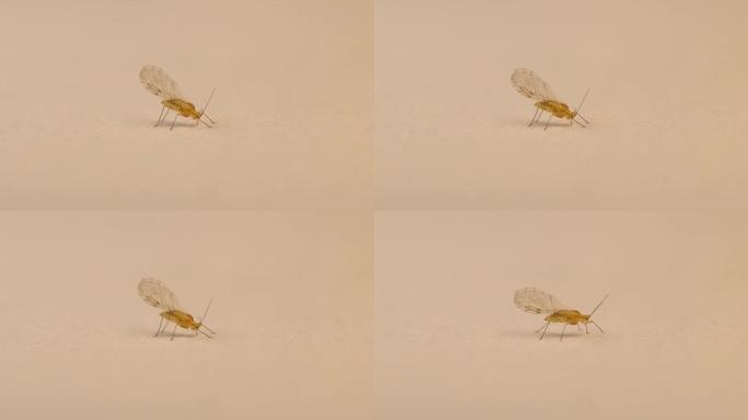 蚜虫通过刺穿白色植物的茎来吸收食物。
蚜虫在白色背景上隔离。
蚜虫是小型的吸液昆虫，蚜虫，Calap