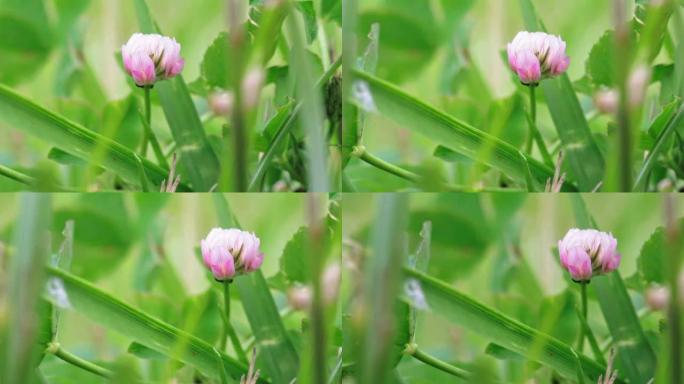 野生动物宏观。粉红色的三叶草花生长在绿色的田野特写。自然背景。风景，自然，夏天。