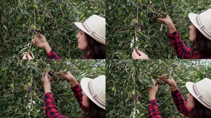 年轻的农民妇女检查橄榄树上的大橄榄。