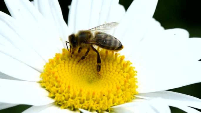 雏菊花上的蜜蜂。蜜蜂在雏菊花中收集花蜜。
