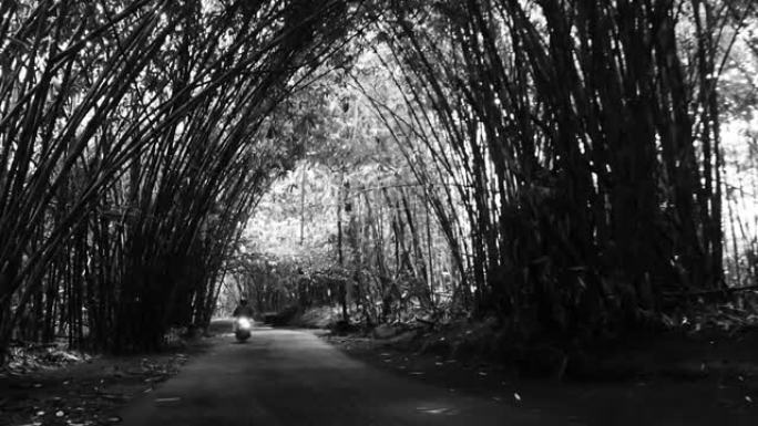 巴厘岛邦利郁郁葱葱的竹林之间的高速公路