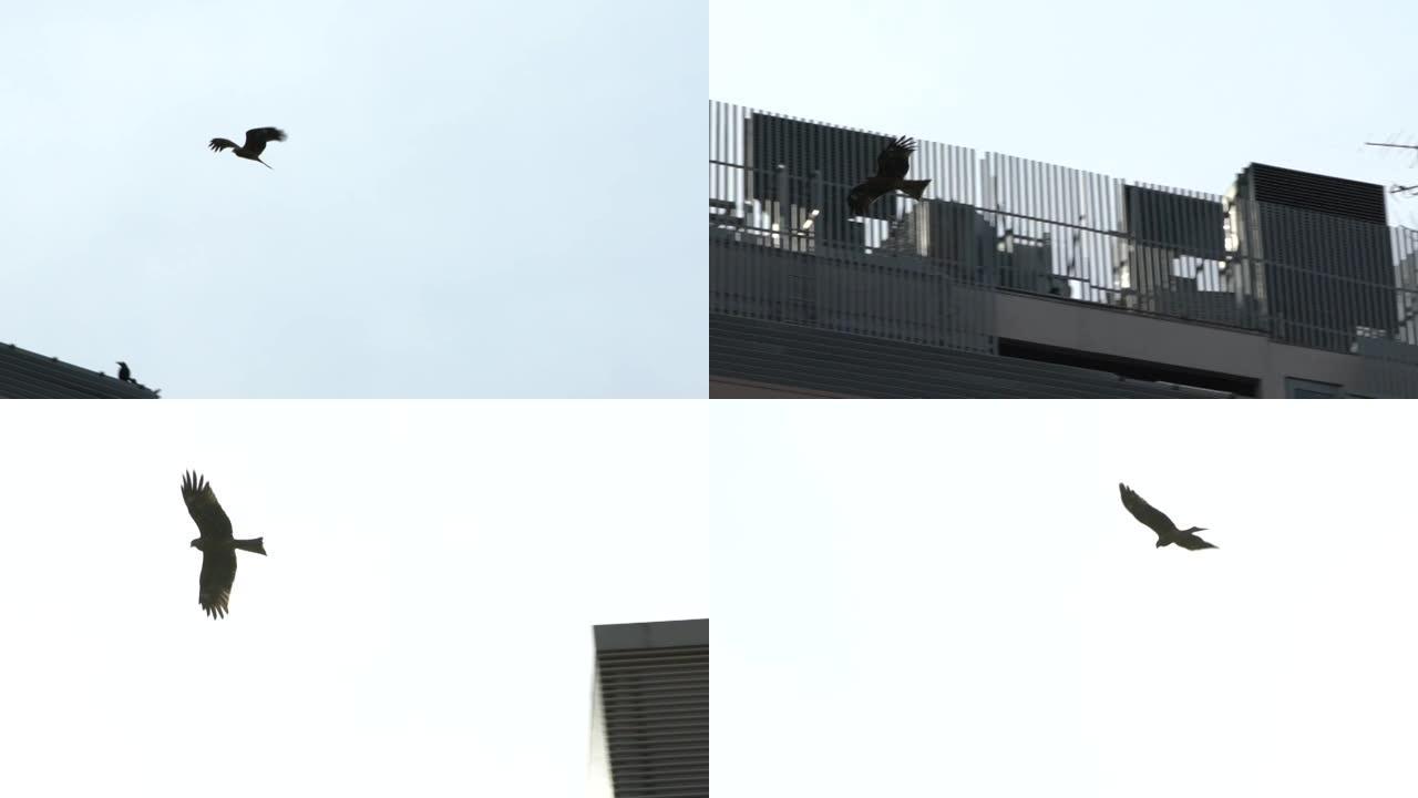 在日本没有云的蓝天的背景下，野生的棕色鹰飞翔