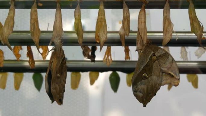人工体内各种种类和大小的棕色蝴蝶茧或p幼虫。温度和湿度控制的培养箱。