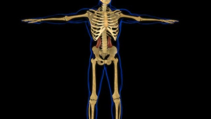 腰方肌解剖医学概念3D动画