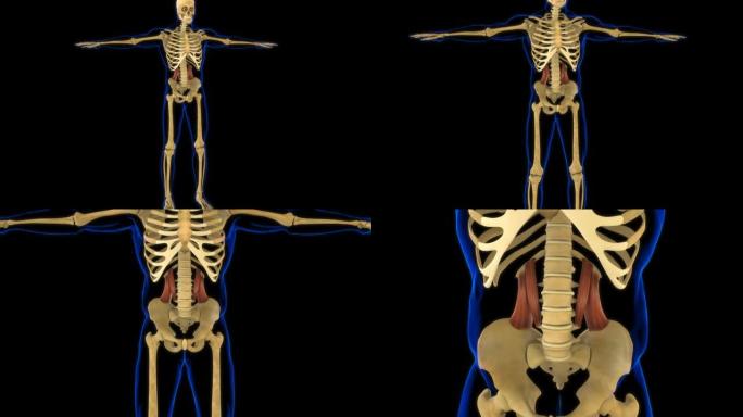 腰方肌解剖医学概念3D动画