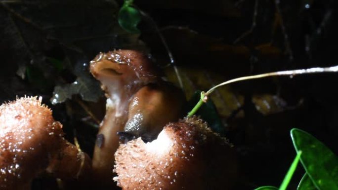 蛞蝓晚上吃蘑菇，萝卜，嘴，特写