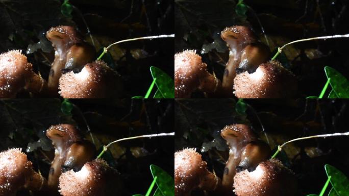 蛞蝓晚上吃蘑菇，萝卜，嘴，特写