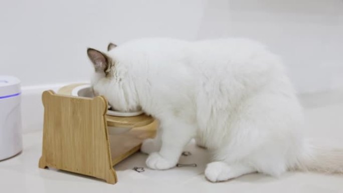 饥饿的白色布娃娃猫喜欢在家吃白碗食物。