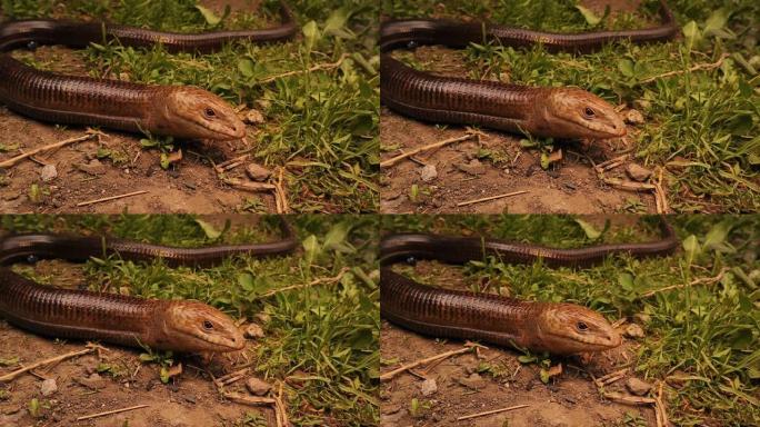蛇或蜥蜴。
伯顿无腿蜥蜴: Lialis burtonis
其特点: 舌宽，有眼睑，有外耳开口
无腿