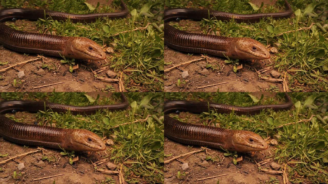 蛇或蜥蜴。
伯顿无腿蜥蜴: Lialis burtonis
其特点: 舌宽，有眼睑，有外耳开口
无腿