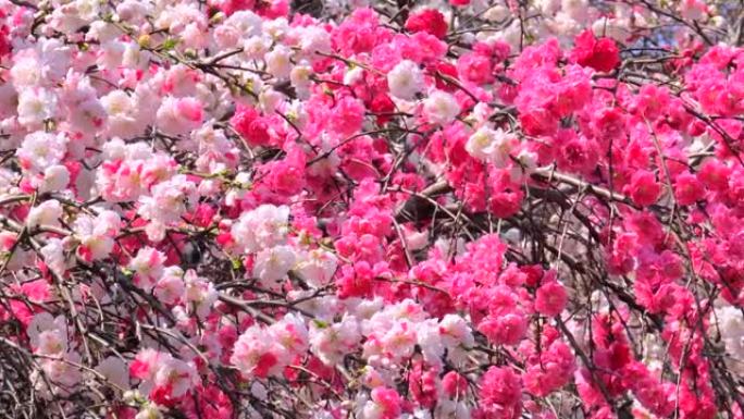 盛开的哈娜桃子花团锦簇玫瑰花花朵