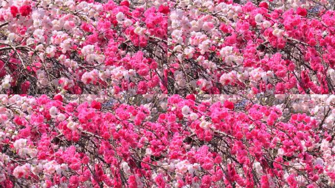 盛开的哈娜桃子花团锦簇玫瑰花花朵
