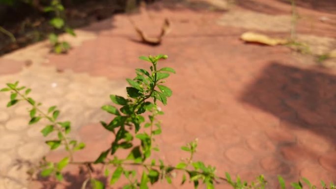 暗香属植物。