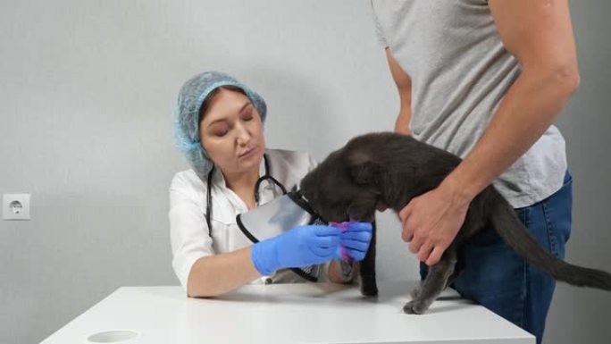 一位兽医在他主人的帮助下给一只灰色猫的爪子包扎伤口