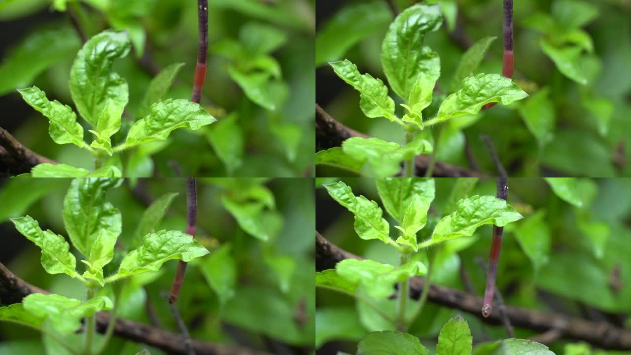 蚯蚓在花园的绿色植物中爬行。