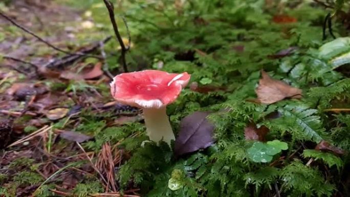 鹅膏菌特写。森林里不可食用的蘑菇。毒菌蘑菇。