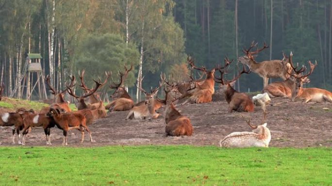 一群鹿在田野里休息，他们都躺在一起
