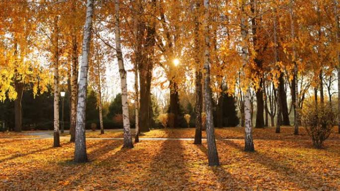 橙色桦树的秋季景观。阳光树背景。
