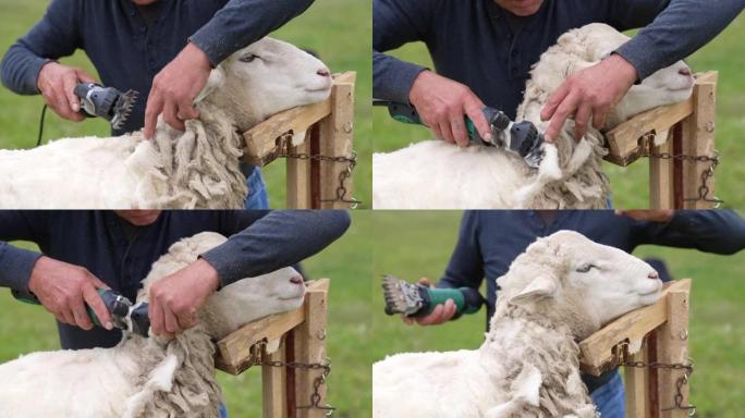 在农场剪羊毛的镜头。用刀片剪羊毛的特写镜头