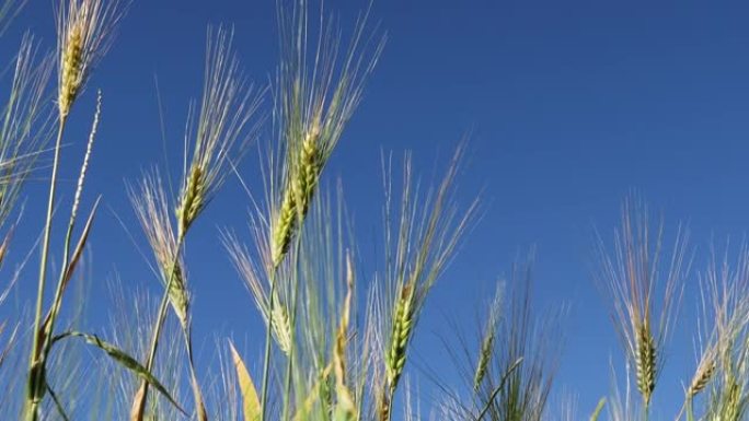 夏季收获小麦。田野上成熟麦子的金穗。