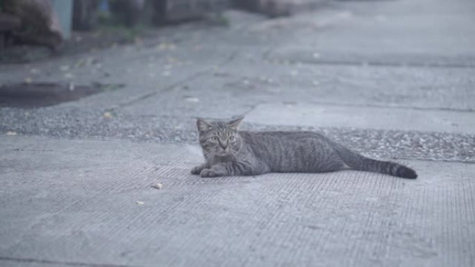 托比猫在街上看东西
