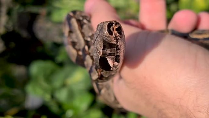 蟒蛇 (boa constrictor)，也称为红尾蟒蛇或普通蟒蛇，是一种大型，无毒，